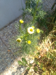 Tripleurospermum inodorum