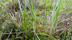 Myriosclerotinia caricis-ampullaceae