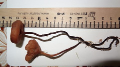 Myriosclerotinia caricis-ampullaceae