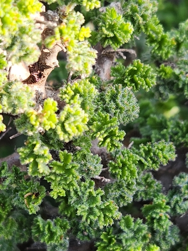 Image of Cauliflower Storksbill (Pelargonium alternans) by (c) Jo Roberts, some rights reserved (CC BY)