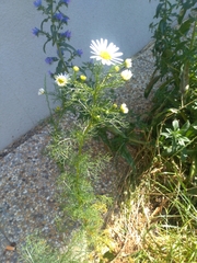 Tripleurospermum inodorum