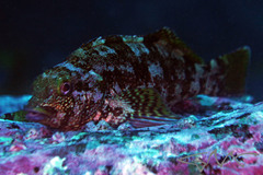 Kelpfish photo 2