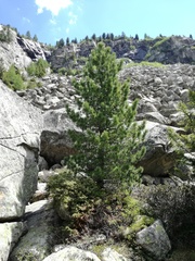 Pinus cembra