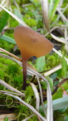 Myriosclerotinia caricis-ampullaceae