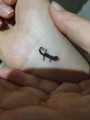 Sphaerodactylus glaucus