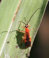 Iphiaulax