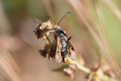 Pyropteron chrysidiforme