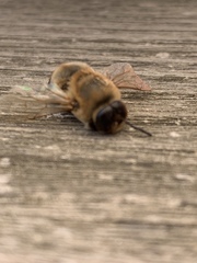 Apis mellifera