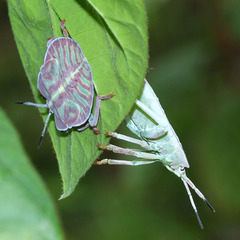 Tessaratomidae