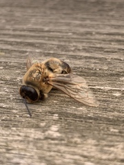 Apis mellifera