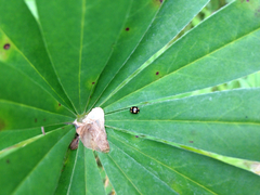 Brachiacantha decempustulata