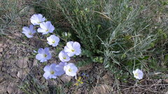 Linum lanuginosum