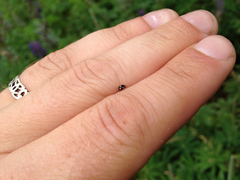 Brachiacantha decempustulata