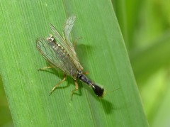 Xanthostigma xanthostigma