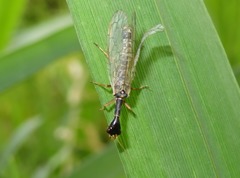 Xanthostigma xanthostigma