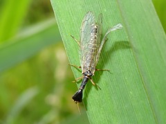 Xanthostigma xanthostigma