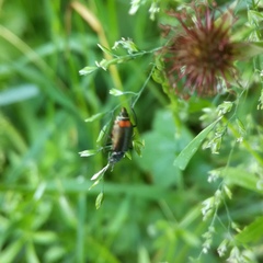 Malachius bipustulatus