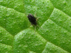 Longitarsus anchusae