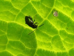 Longitarsus anchusae