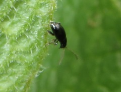 Longitarsus anchusae