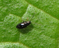 Longitarsus anchusae