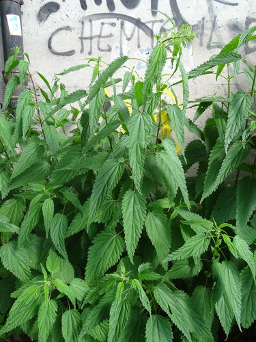 Urtica dioica iNat (1)