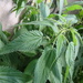 Urtica galeopsifolia - Photo ללא זכויות יוצרים