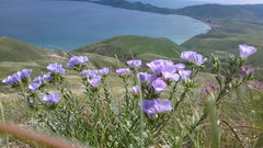 Linum lanuginosum