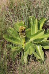 Eucomis