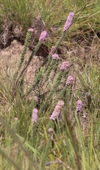 Erica alopecurus