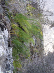 Anisotome cauticola