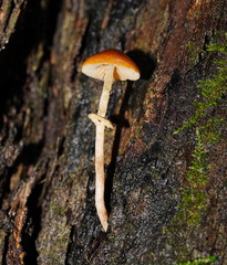 Conocybe filaris