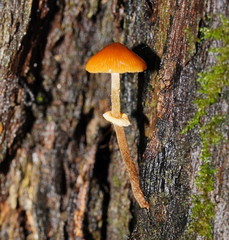 Conocybe filaris