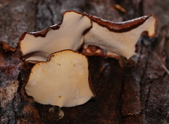 Neodictyopus dictyopus