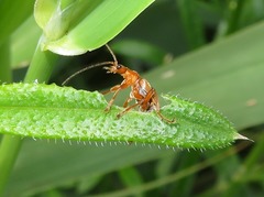 Cantharis pallida