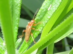 Cantharis pallida