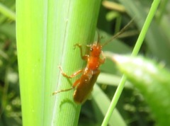 Cantharis pallida
