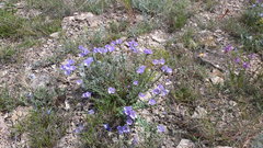 Linum lanuginosum