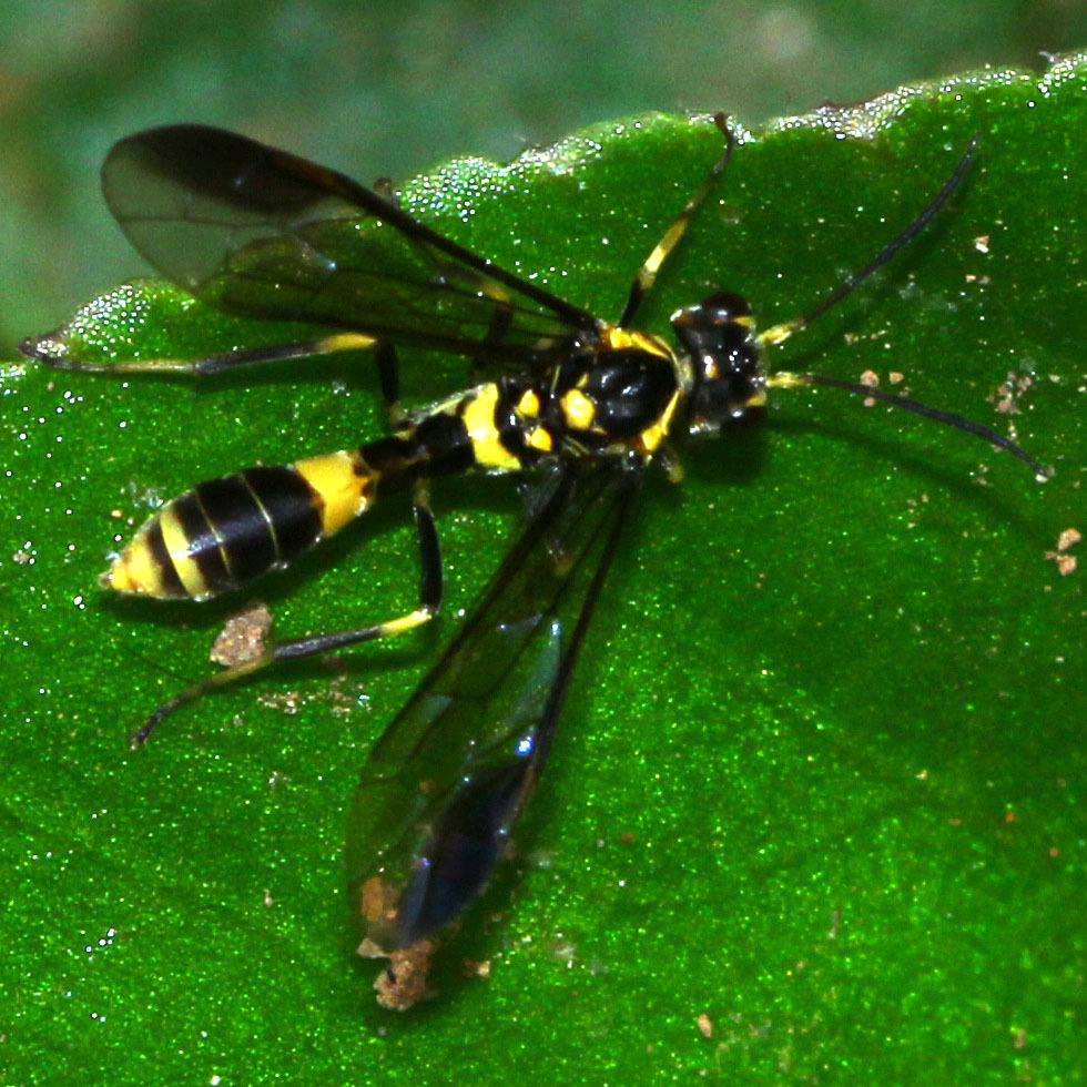 Athlophorus jacobsoni