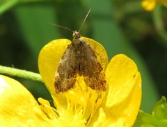 Anthophila fabriciana