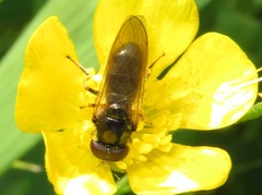 Cheilosia pagana