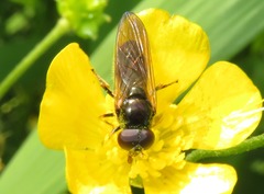 Cheilosia pagana