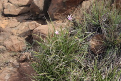 Xerophyta viscosa