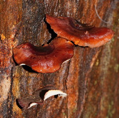 Neodictyopus dictyopus