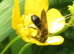 Cheilosia pagana