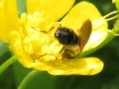 Cheilosia pagana