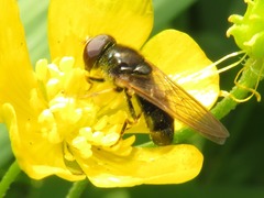 Cheilosia pagana