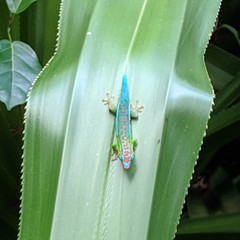 Phelsuma cepediana