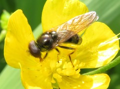 Cheilosia pagana