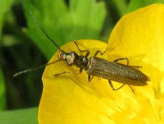 Oedemera lurida